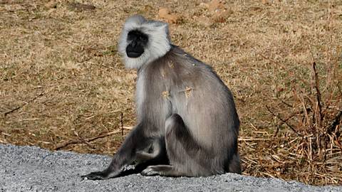       Grey langur monkey sitting calmly on the roadside with dry grass behind
  