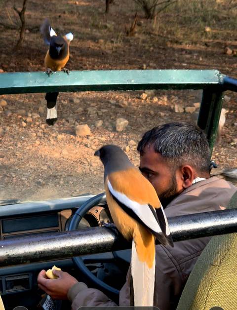       A driver peers over his steering wheel while a colorful bird perches on it inside an open vehicle.
  