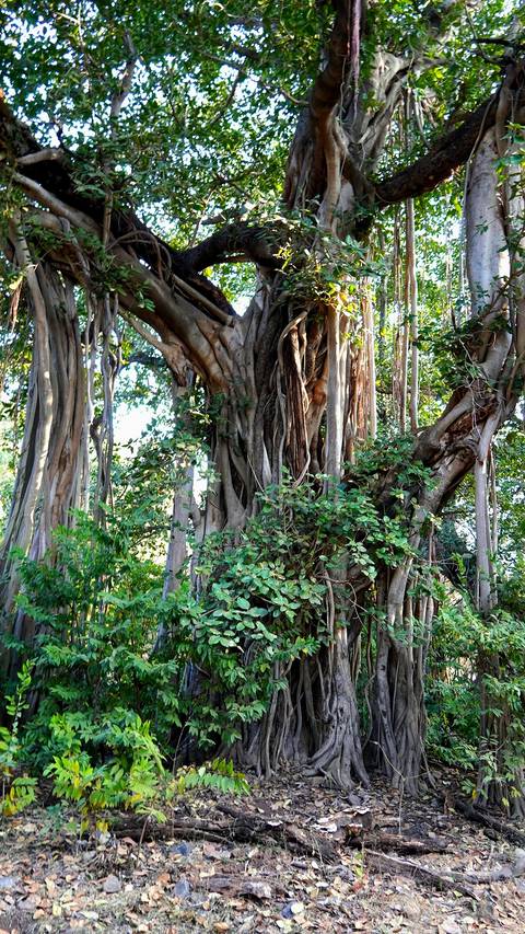       Twisting aerial roots and thick trunks of a sprawling banyan tree fill the frame.
  