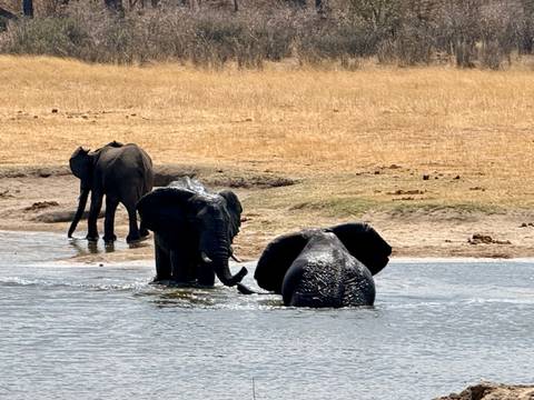       Elephants cooling off and playing in a river against a dry grassland backdrop.
  