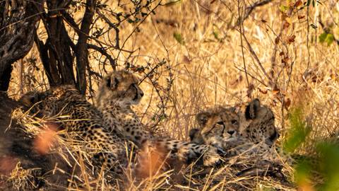       Three cheetah cubs resting in the shade of a tree among golden dry grass.
  