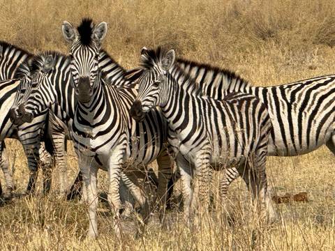       Herd of zebras grouped closely together on dry yellow grassland.
  