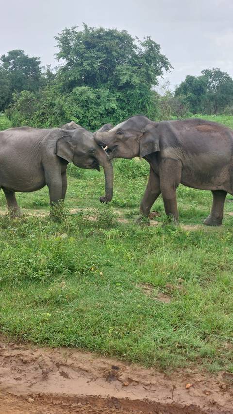       Two young elephants greet each other trunk-to-trunk on green grassland.
  