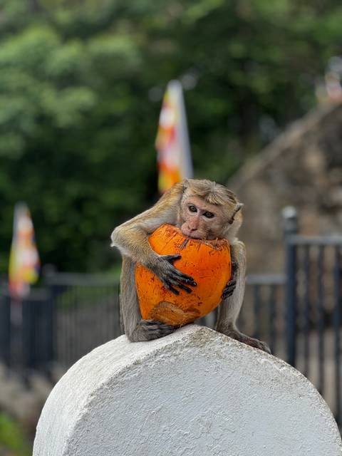       Close-up of a monkey hugging and drinking from a bright orange coconut against a green backdrop.
  