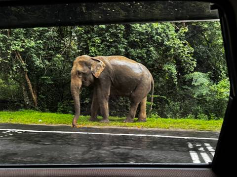       Wet wild elephant stands beside a rainy roadside partially obscured by a car window.
  