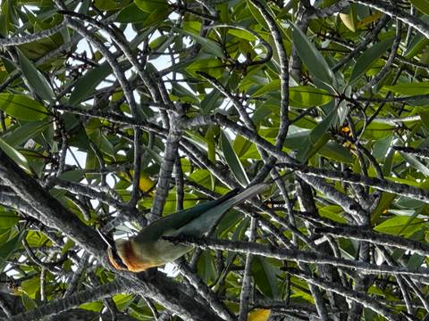       Colorful bee-eater bird perched amid dense green branches in bright daylight
  