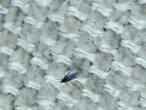       Close-up of small winged insect on textured carpet
  