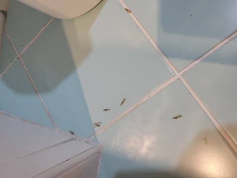       Repeating view of insect debris on pale blue floor tiles
  