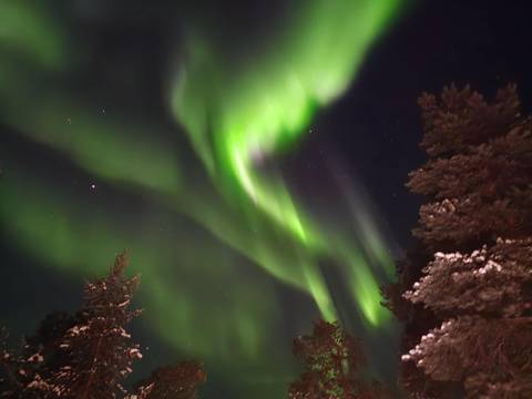       Brilliant green aurora borealis curtains dancing across a starry winter sky above snow-tipped pines.
  