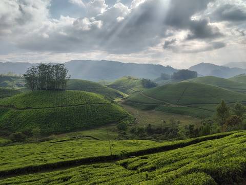       Lush rolling tea plantations of Munnar bathed in dramatic sunlight breaking through clouds.
  