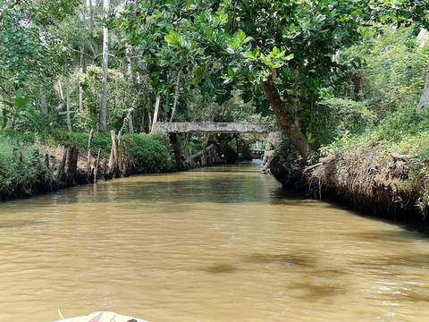       Narrow canal flanked by dense tropical vegetation and an old concrete footbridge in Kerala backwaters.
  
