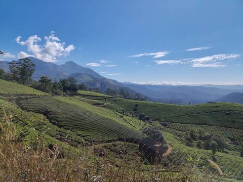       Expansive mountain panorama with terraced tea plantations under a clear blue Kerala sky.
  