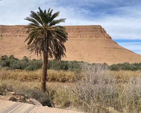       Date palm and desert mesa rise above a belt of green oasis vegetation under blue sky.
  