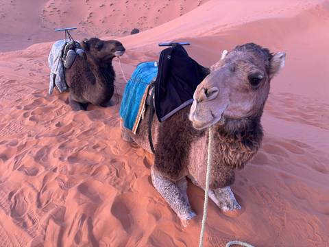       Two resting camels equipped with colorful saddles sit on rippled rose-colored Sahara sand.
  