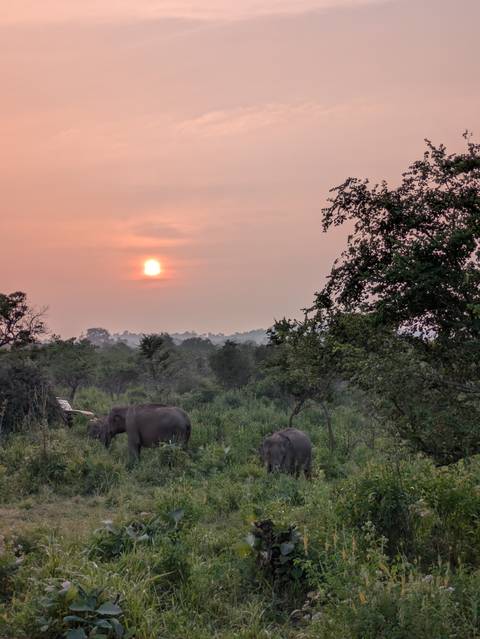      Wild elephants grazing in a misty forest clearing with an orange sunset glowing above the treeline.
  