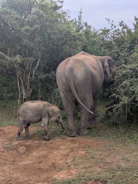       Adult elephant walking beside its calf along dense jungle vegetation on a safari track.
  