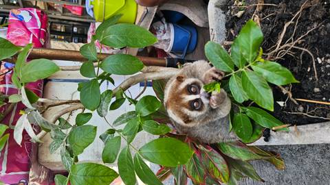       Small wide-eyed loris peeks out from potted plants and foliage in a street setting.
  