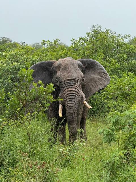       Large African elephant in lush green bushveld staring toward the camera.
  