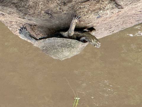       Freshwater turtle basking on a rock at the edge of muddy water.
  