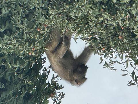       Baboon perched in a leafy tree eating fruit in the wild.
  