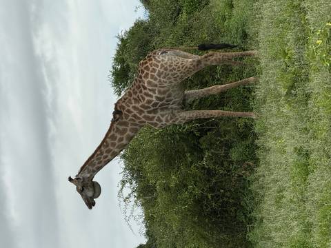       Tall giraffe browsing leafy bushes under an overcast sky.
  