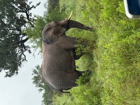       Large elephant grazing in lush green grass during a light shower on safari.
  