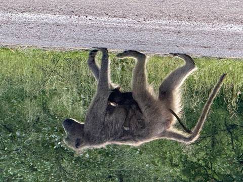       Female baboon walking along a paved road with an infant clinging underneath.
  