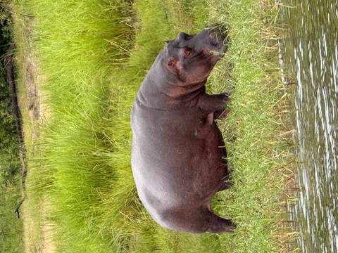       Hippo grazing on the riverbank beside shallow water and tall reeds.
  