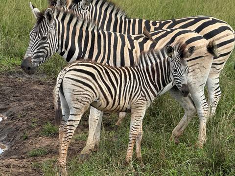       Three zebras, including a foal, standing close together near a muddy watering area.
  