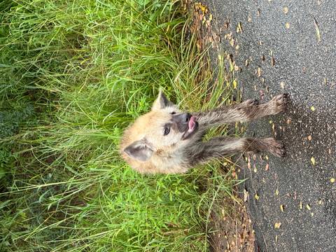       Mud-spattered hyena pup standing on wet asphalt beside tall roadside grass.
  
