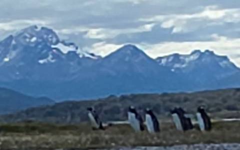       Blurry distant penguins wandering on a grassy plain with snowy mountains in the background.
  