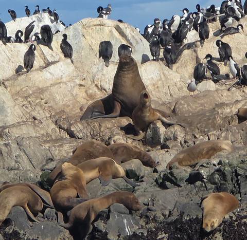      Group of sea lions and seabirds lounging on rocky shore, one roaring toward the sky.
  