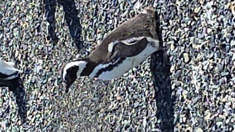       Solo Magellanic penguin standing on a pebble beach in bright sunlight.
  
