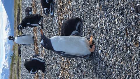      Gentoo penguins resting and preening on a rocky beach with snowy mountains in the distance.
  