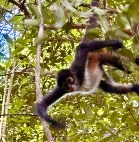       Motion-blurred spider monkey swinging through dense jungle foliage
  
