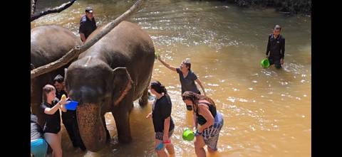       Travelers washing friendly elephants in a muddy river under supervision
  