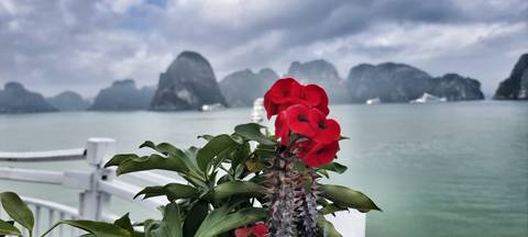       Red flower and spiny stem in foreground with misty limestone karsts of Halong Bay across calm green water.
  