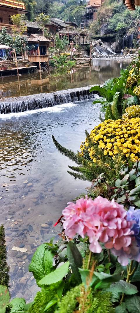       Cluster of yellow chrysanthemums and greenery at the edge of a gently rippling stream.
  