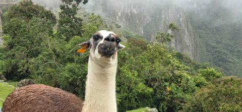       Close-up of a curious llama amid lush green backdrop at Machu Picchu
  