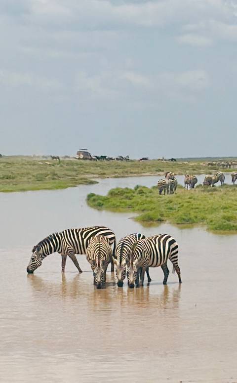       Zebras drink from a waterhole as safari vehicles traverse the distant plain.
  