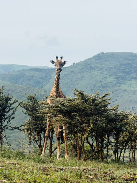       A giraffe peers over thorny bushes with misty green hills in the background.
  