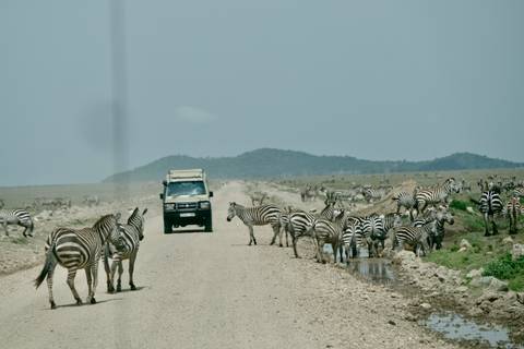       Safari vehicle drives a dusty road lined with herds of zebras drinking from puddles.
  