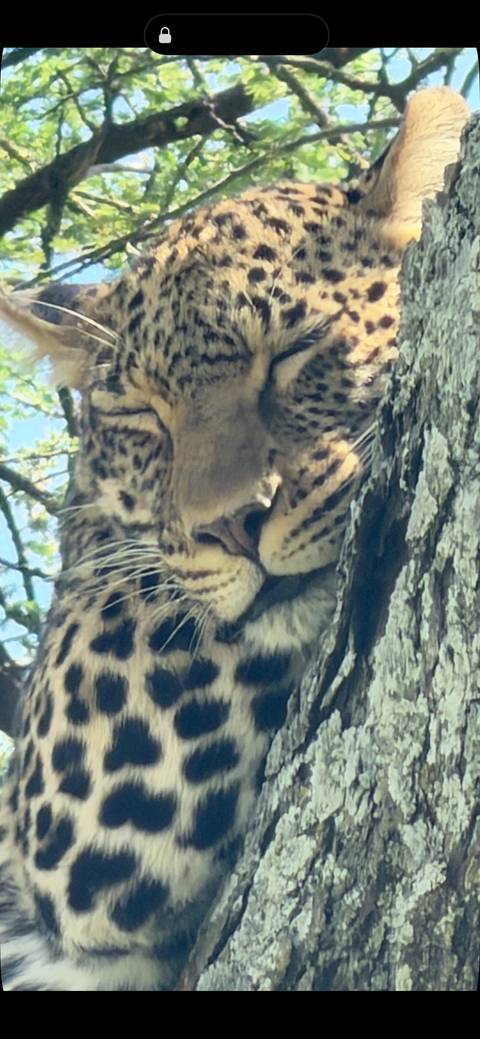      Blurry extreme close-up of a leopard's face resting against a tree.
  