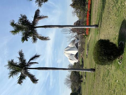       The white Lotus Temple rises between tall palm trees in a manicured garden.
  