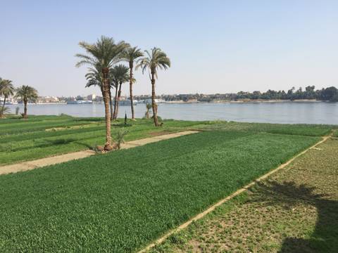       Lush green fields and palm trees line the banks of the Nile River under a clear blue sky
  