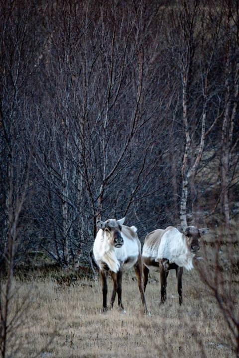       Pair of reindeer grazing in sparse birch forest at dusk
  