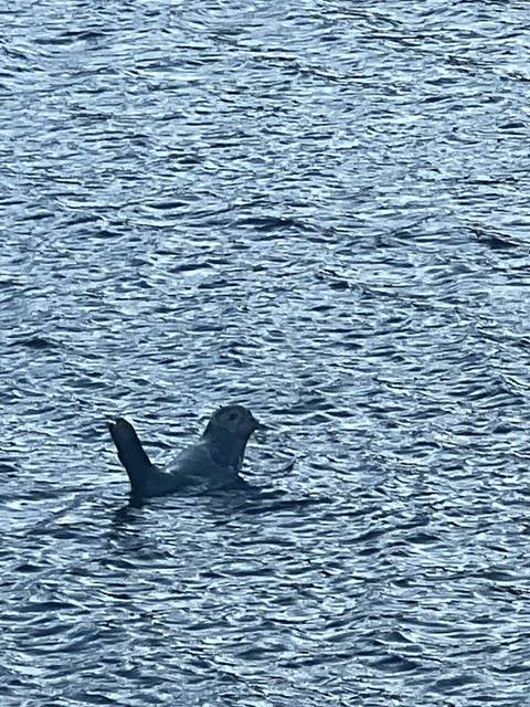       Seal poking head above rippled dark water with one flipper raised
  