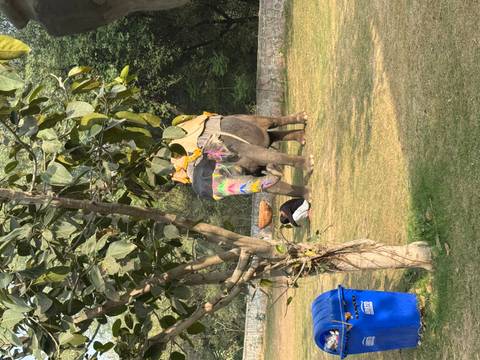       Decorated elephant resting under a tree in a grassy enclosure.
  