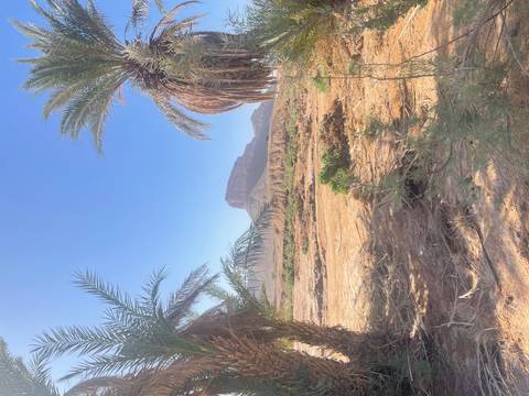       Palm fronds frame a flat-topped mesa rising from a sandy desert plain under a clear sky.
  