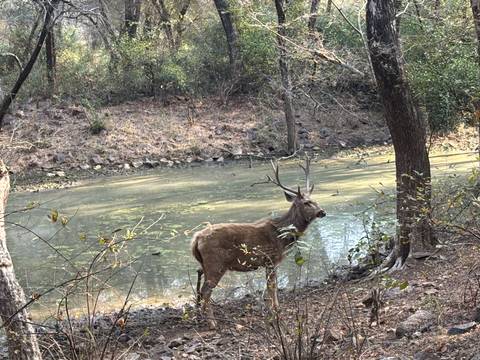       Wild stag with branching antlers stands beside a forest pond in Ranthambhore.
  